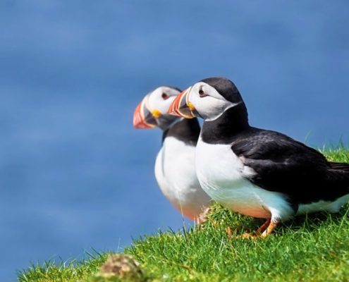 Puffins sharing some sunshine - can be seen ver NC500