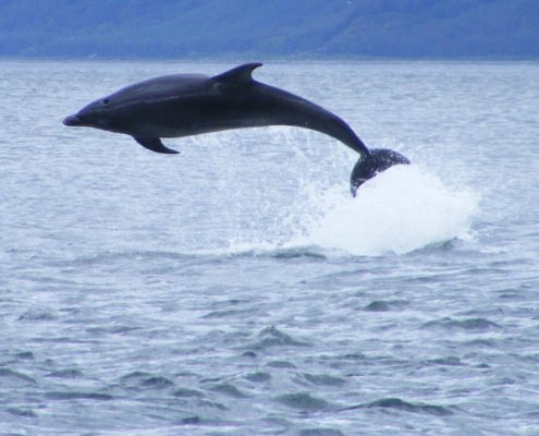 Dolphns on the NC500