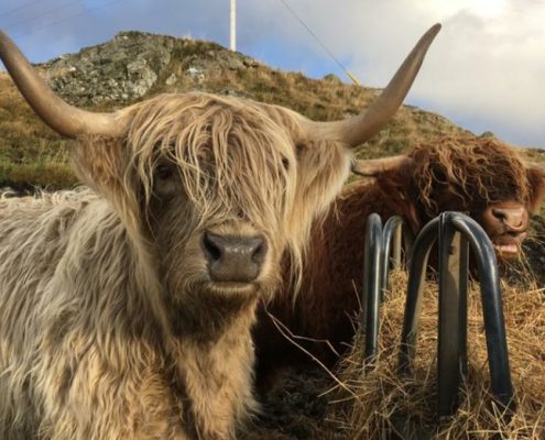 These Highland Cows (Coos) are local
